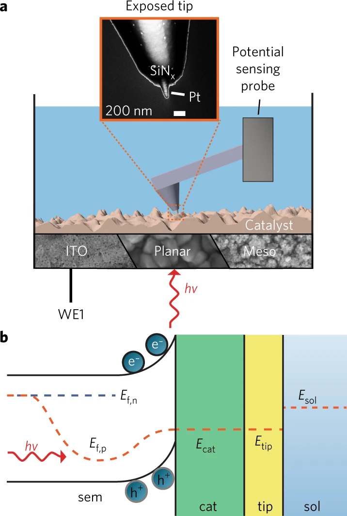 Potential-sensing electrochemical atomic force microscopy enables in-operando analysis of electrocatalysis during (photo)electrochemical water splitting