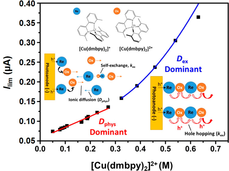 Real-Time Observation of the Diffusion Mechanism Progression from Liquid to Solid-State of Transition Metal Complexes