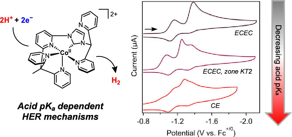 Mechanism-Guided Kinetic Analysis of Electrocatalytic Proton Reduction Mediated by a Cobalt Catalyst Bearing a Pendant Basic Site